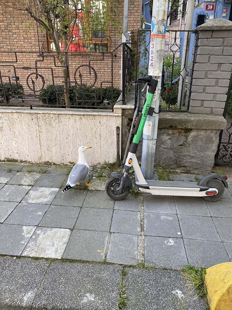 Yazılım okusaydın kanka