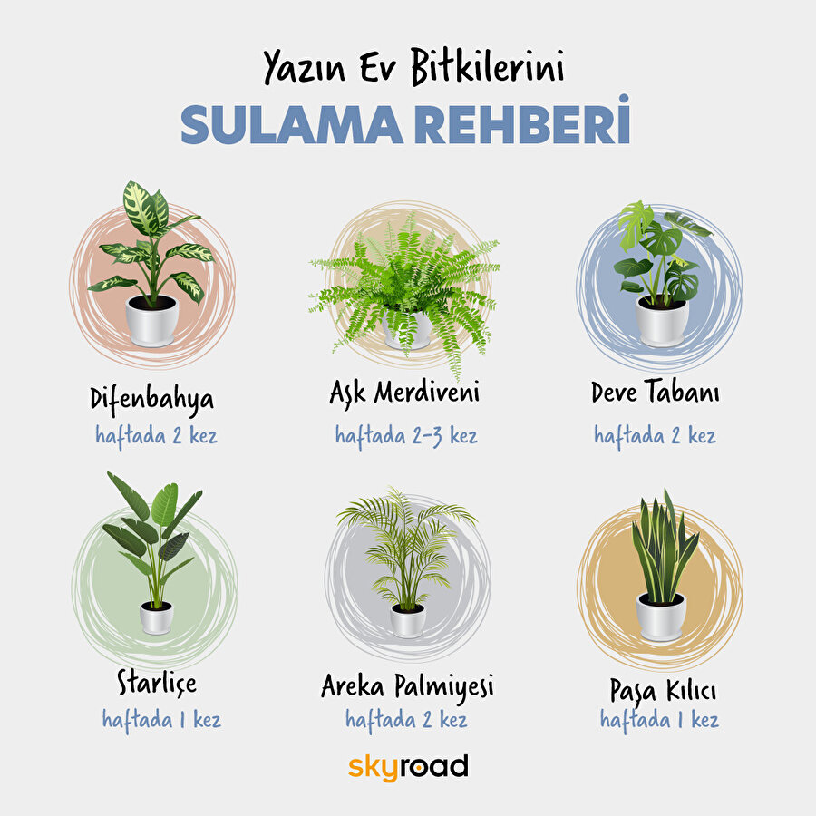 Bitkilerini hangi sıklıkla suluyorsun? 🌿