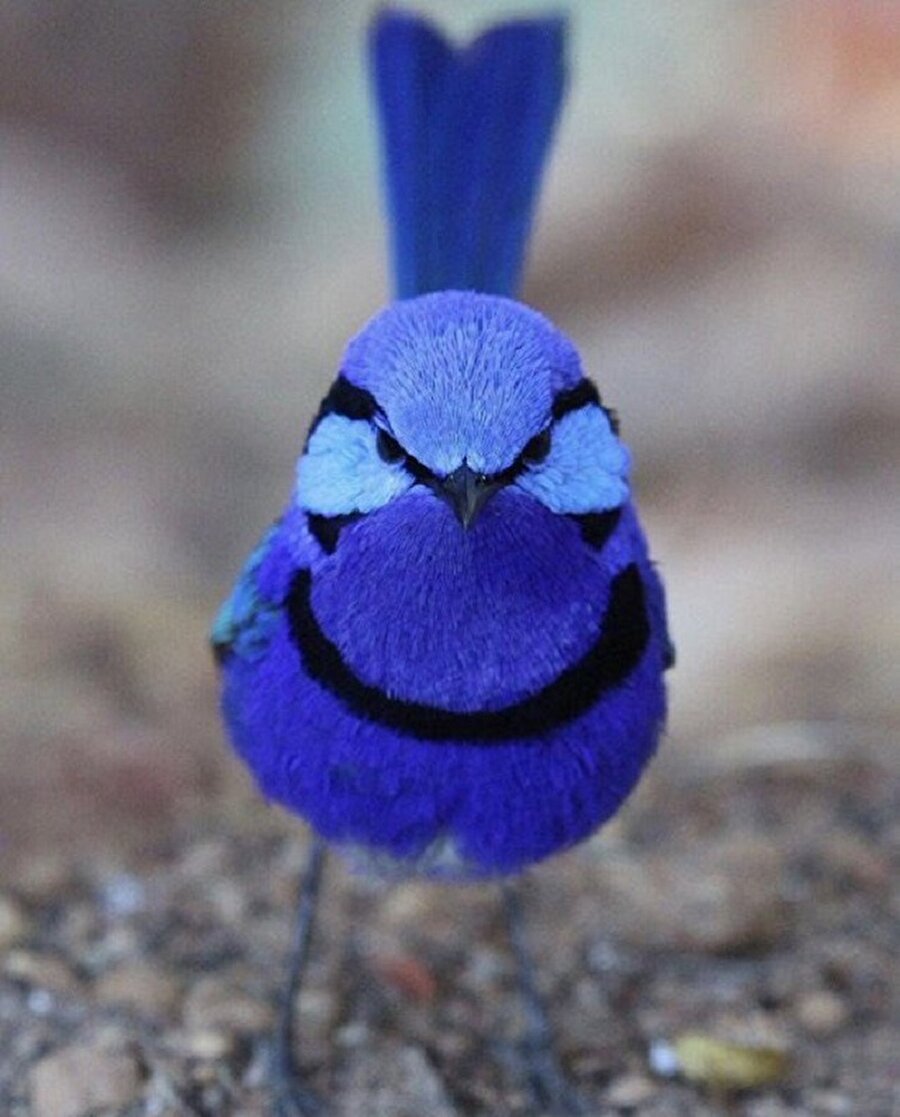 Peri çalıkuşu🐦