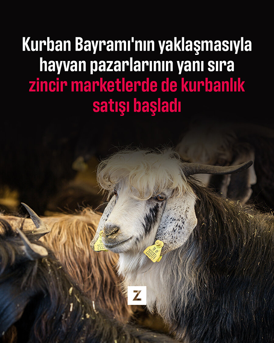 Zincir marketlerde kurbanlık satışı başladı