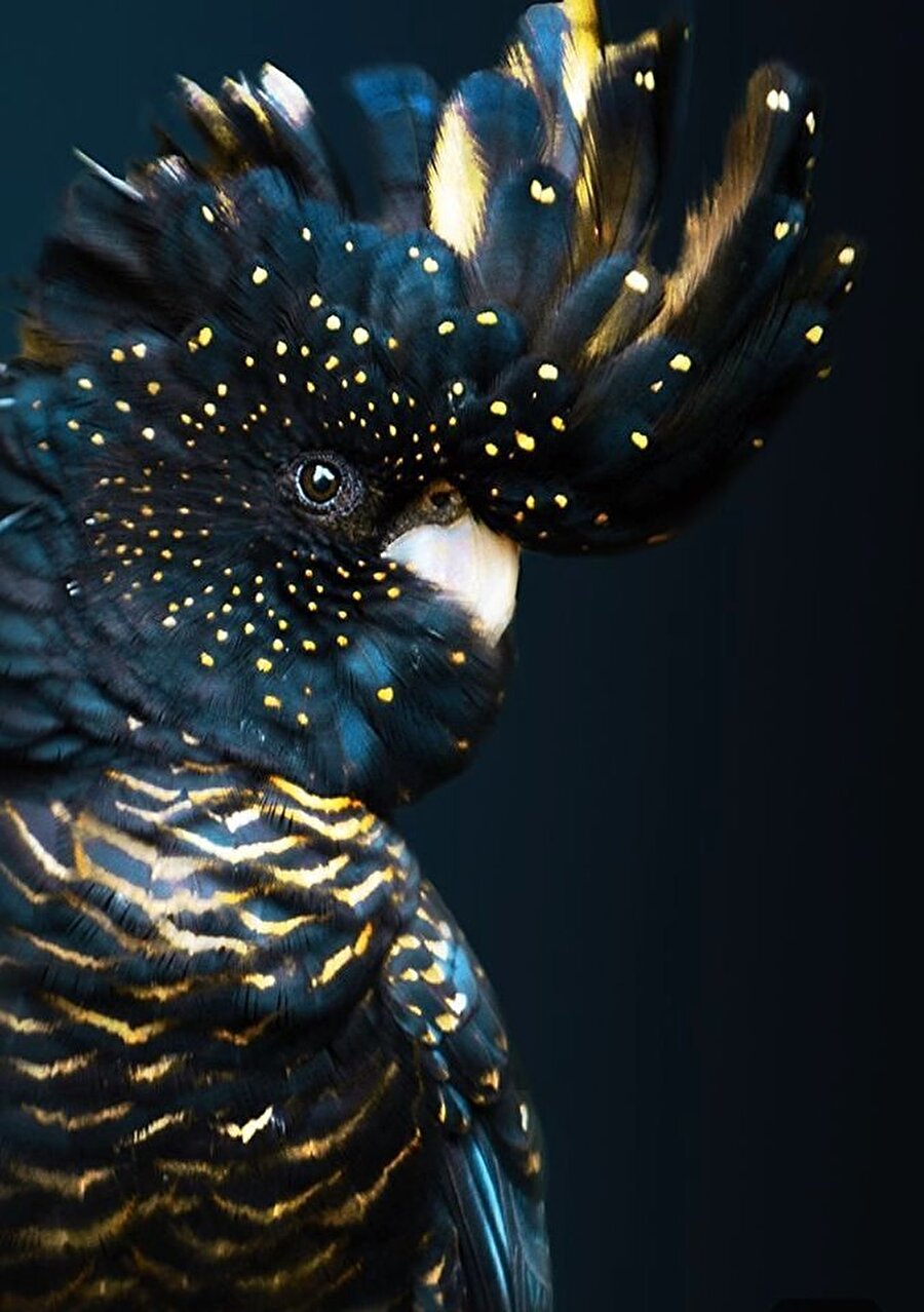 kırmızı kuyruklu Siyah kakadu 🐦