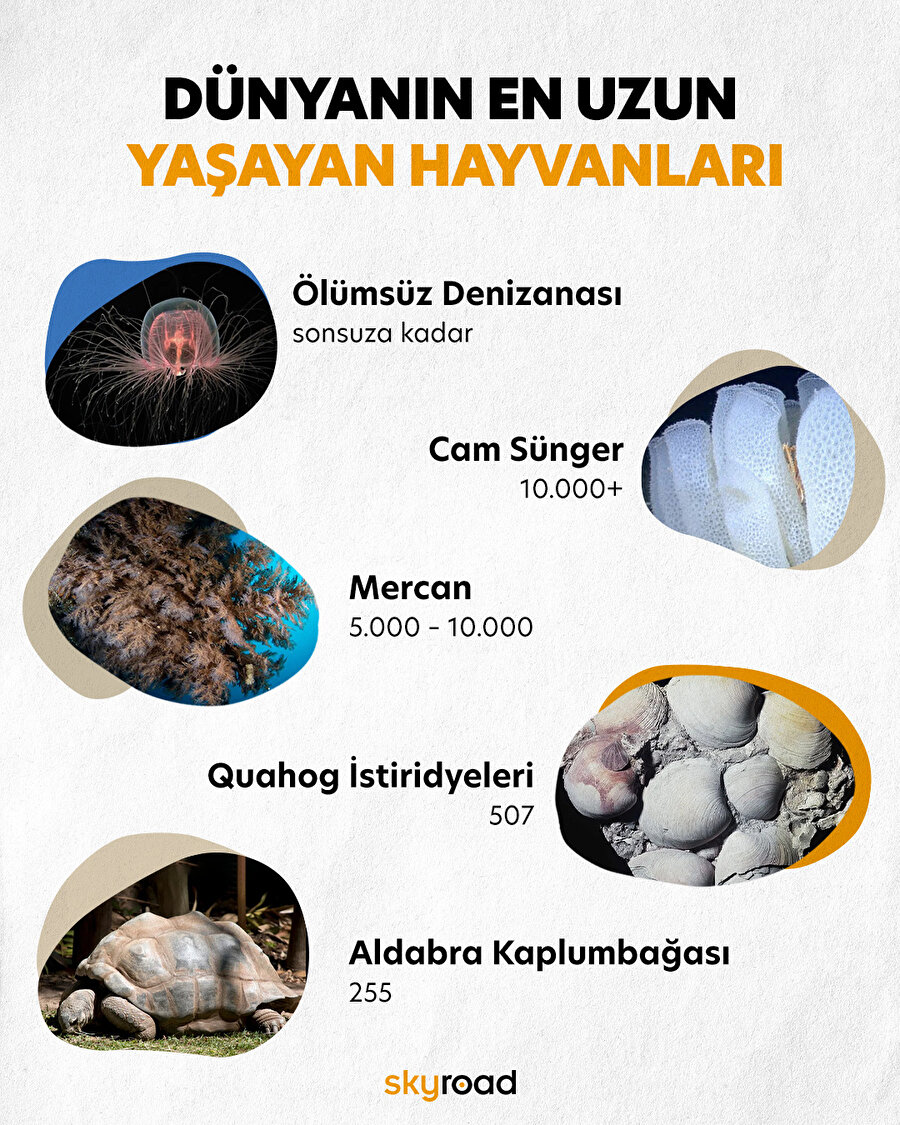 Dünyanın en uzun yaşayan hayvanları 🐠
