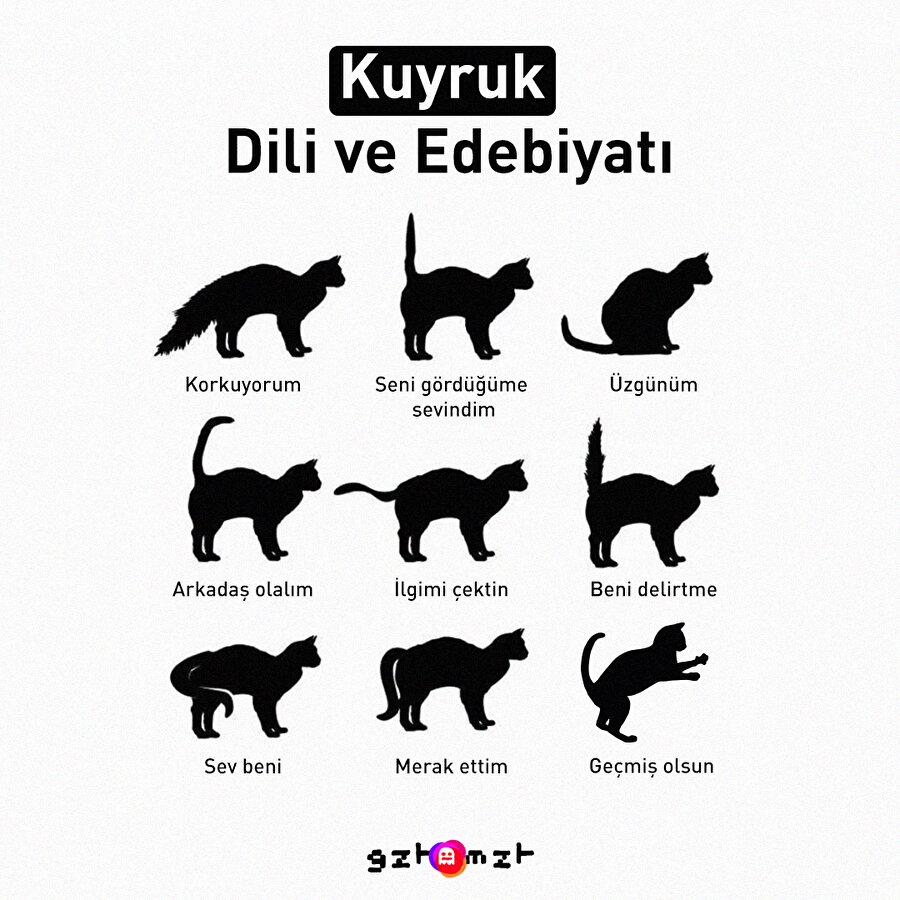 Kuyruk dili ve edebiyatı