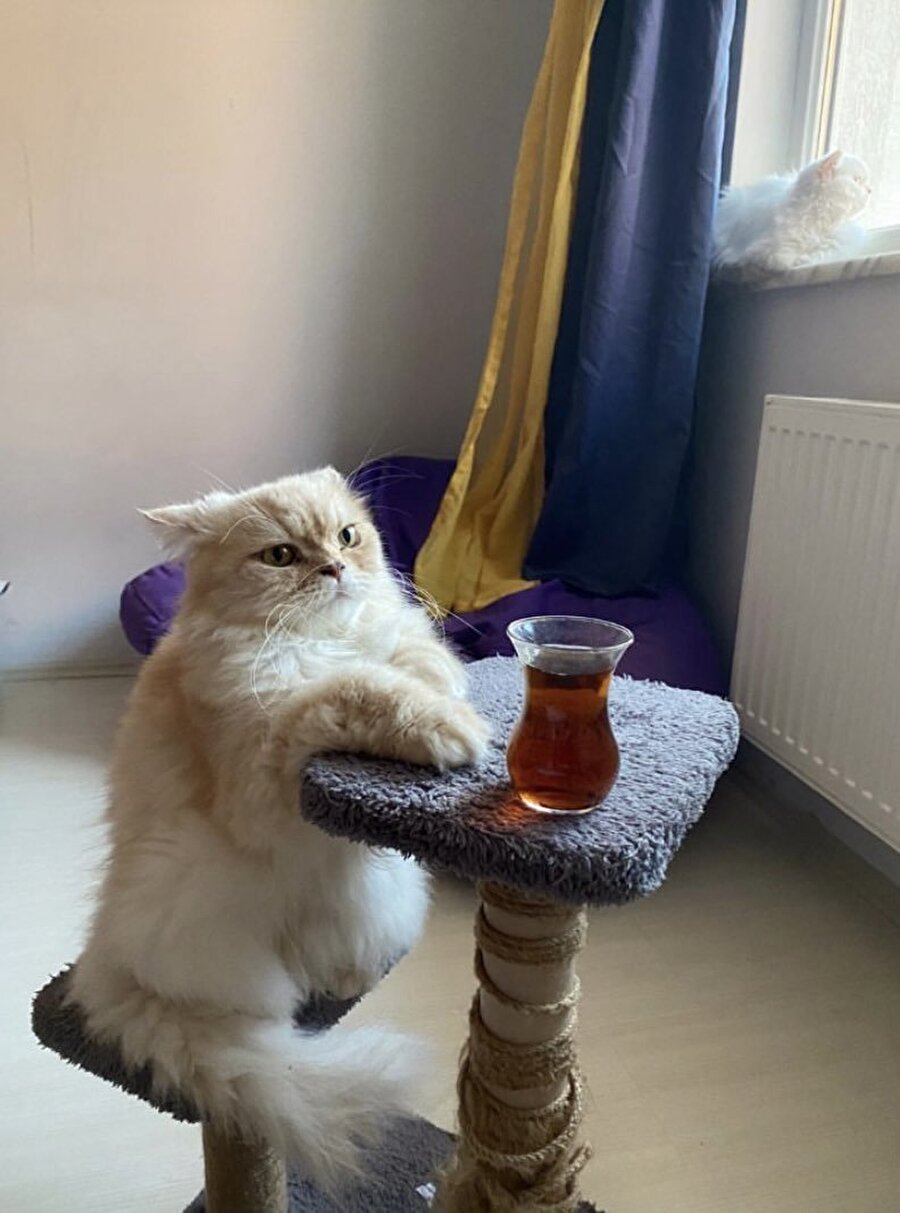 Çayın yanında atıştırmalık getirmeyince babam