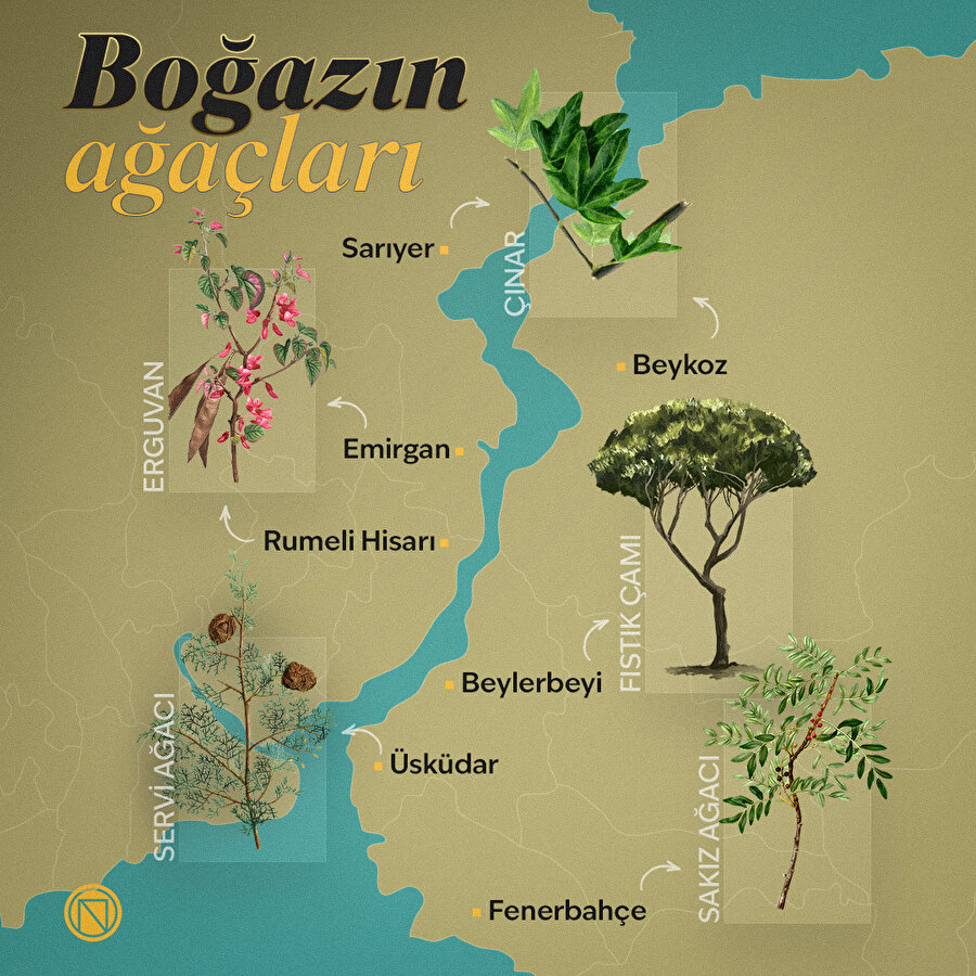 Boğazın ağaçları