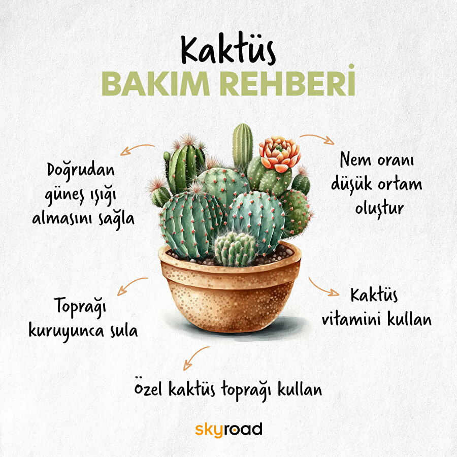 Kaktüs bakım rehberi 🌵
