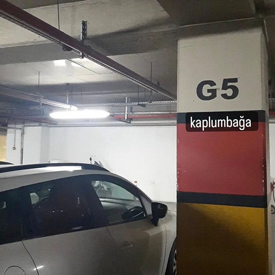 Gebeş kaplumbağa