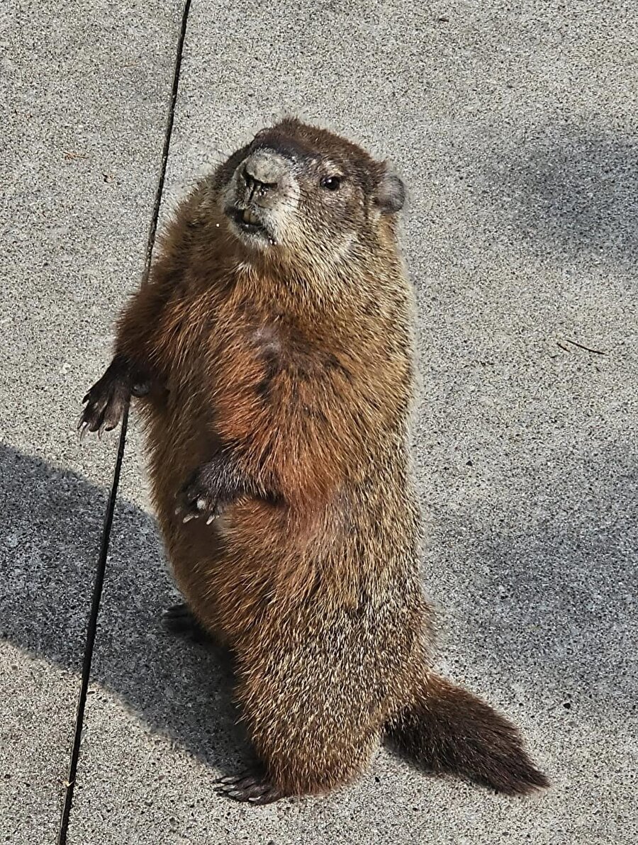 Etraftan gelen sesleri adıma benzetmişimdir