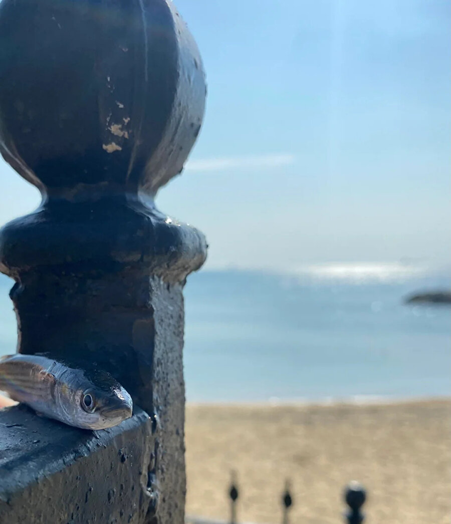 Bir hamsinin tatil fotoğrafı