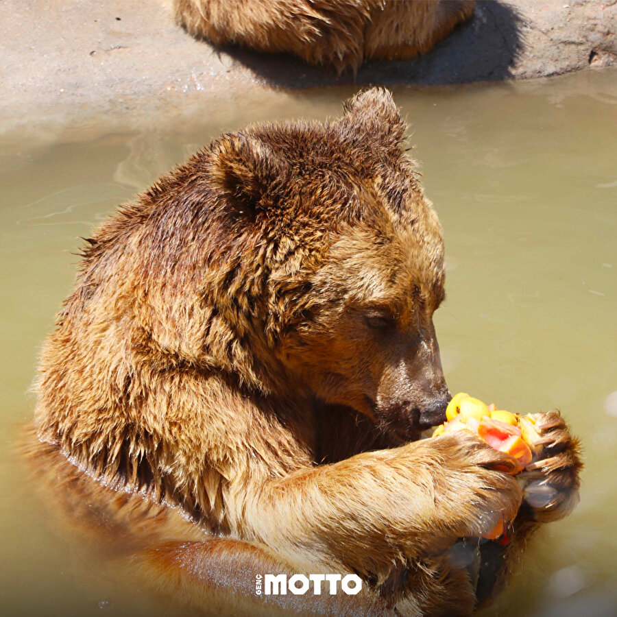 Hayvanların sıcak havadan etkilenmemesi için önlem