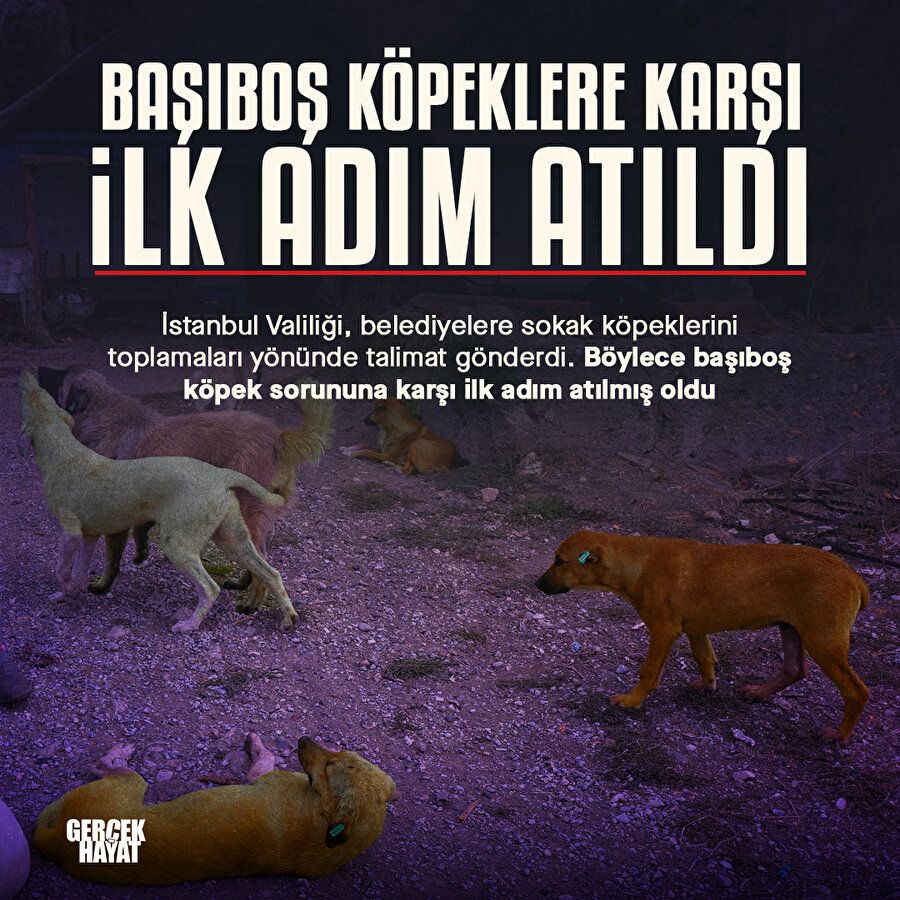 İstanbul Valiliği'nden başıboş köpek kararı