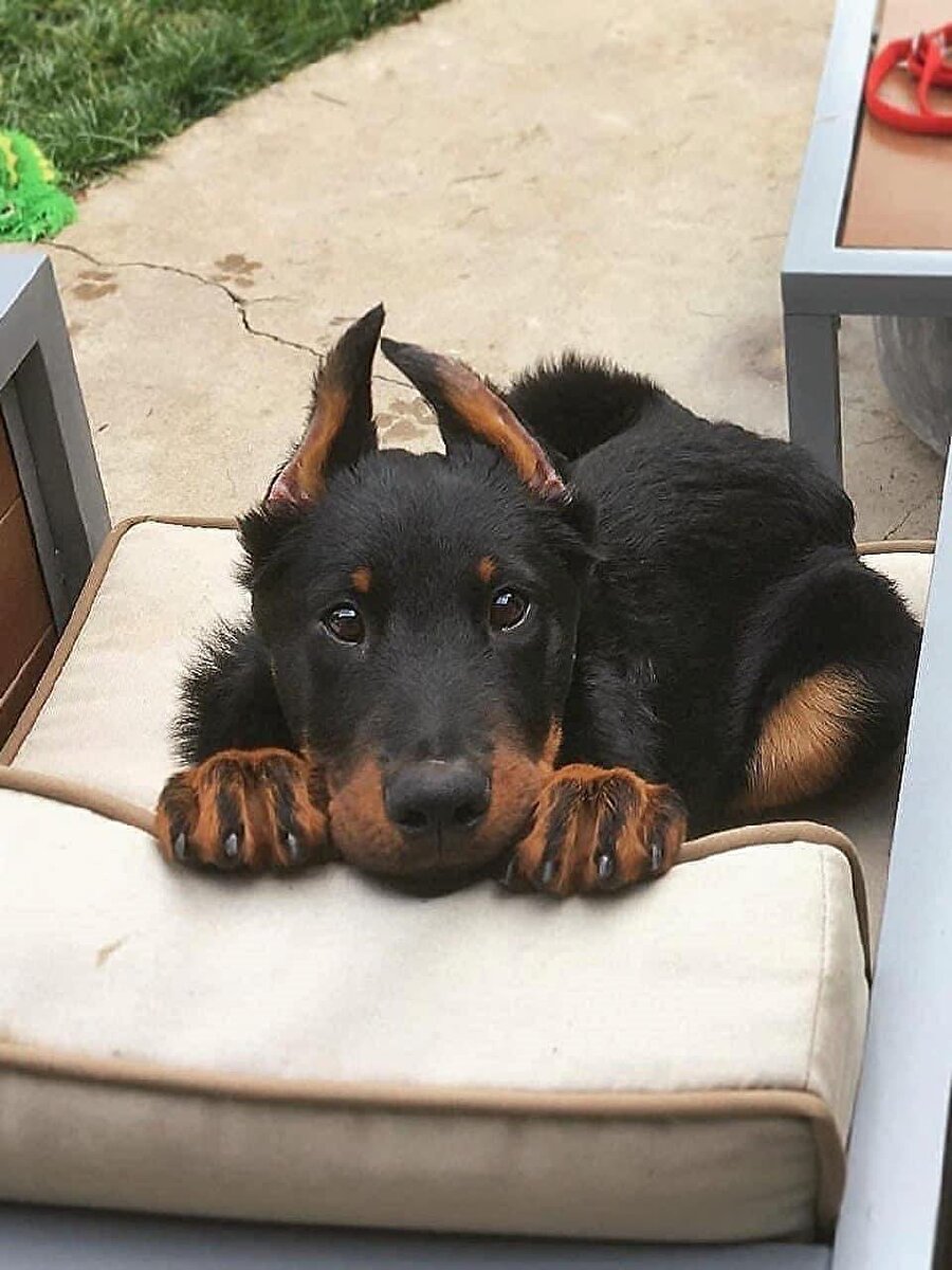 Birtakım suçlar işleyince ben