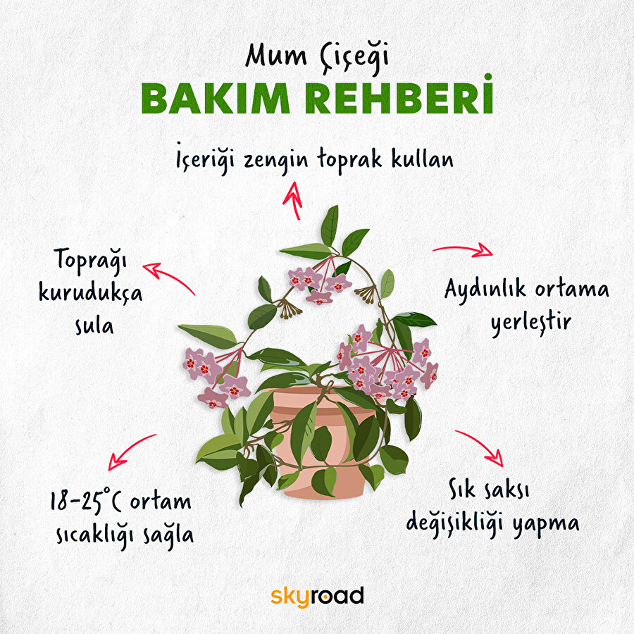 Mum çiçeği bakım rehberi 🙌