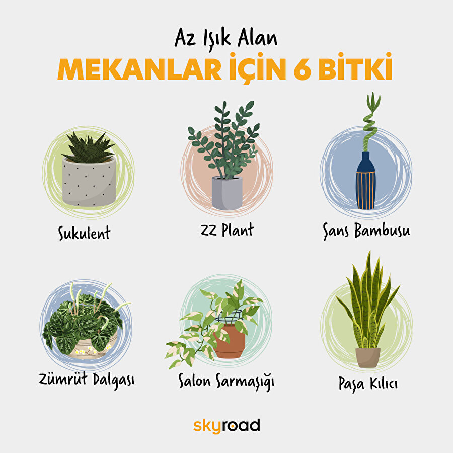 Az ışık alan mekanlar için bitki önerileri ☀