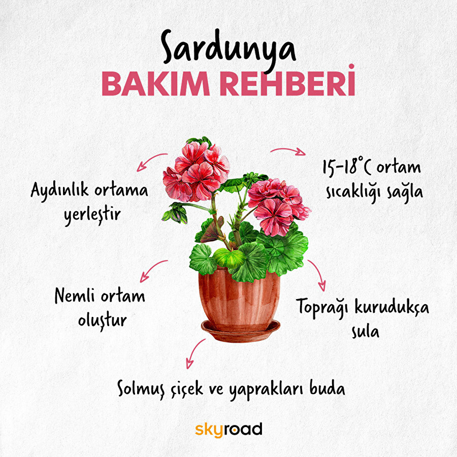 Sardunya bakım rehberi 🙌