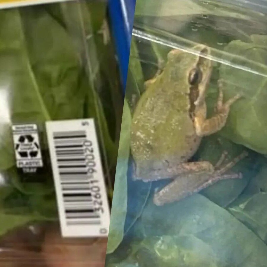 Hoş geldin yeni fobi