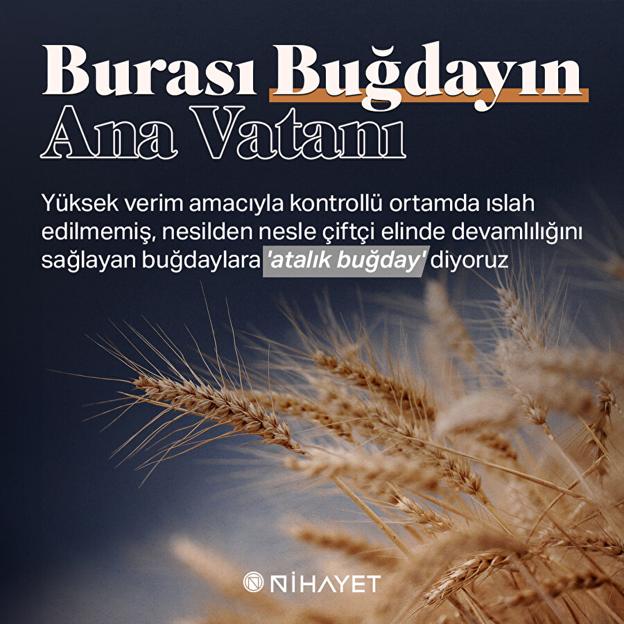Burası buğdayın ana vatanı