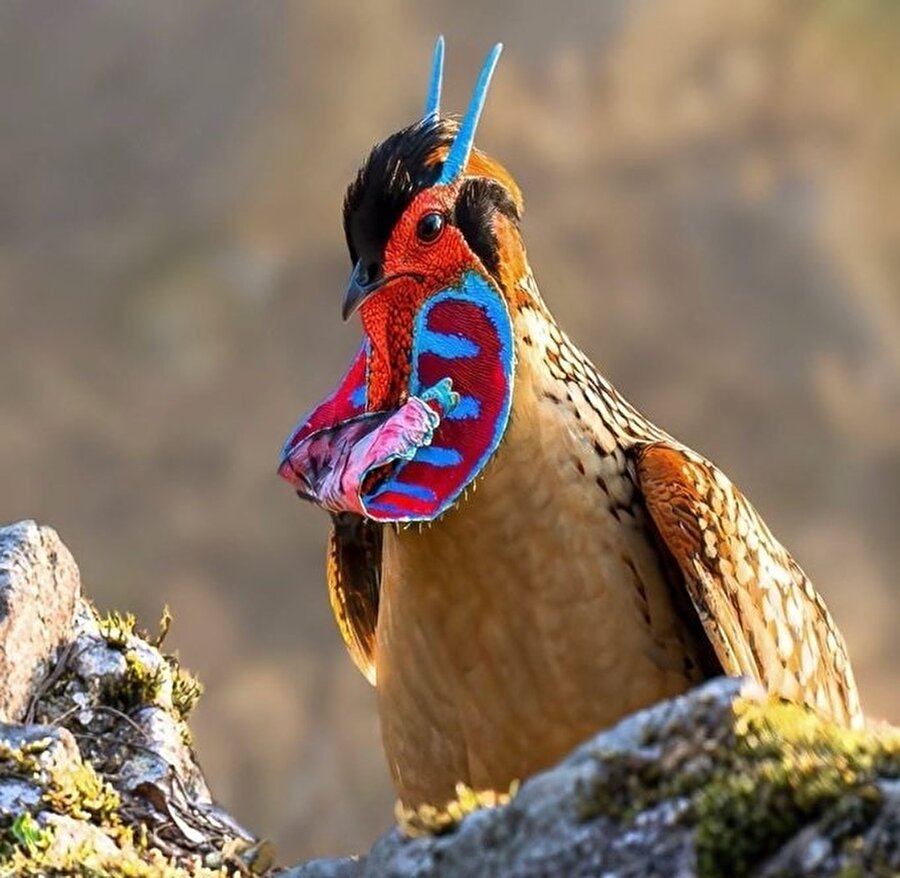 Cabot Tropagan Sülün