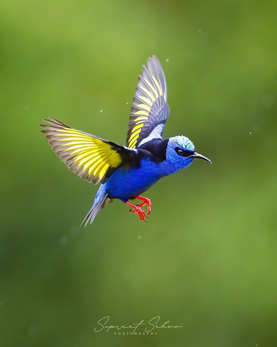 Doğanın en güzel renkleri 🦜