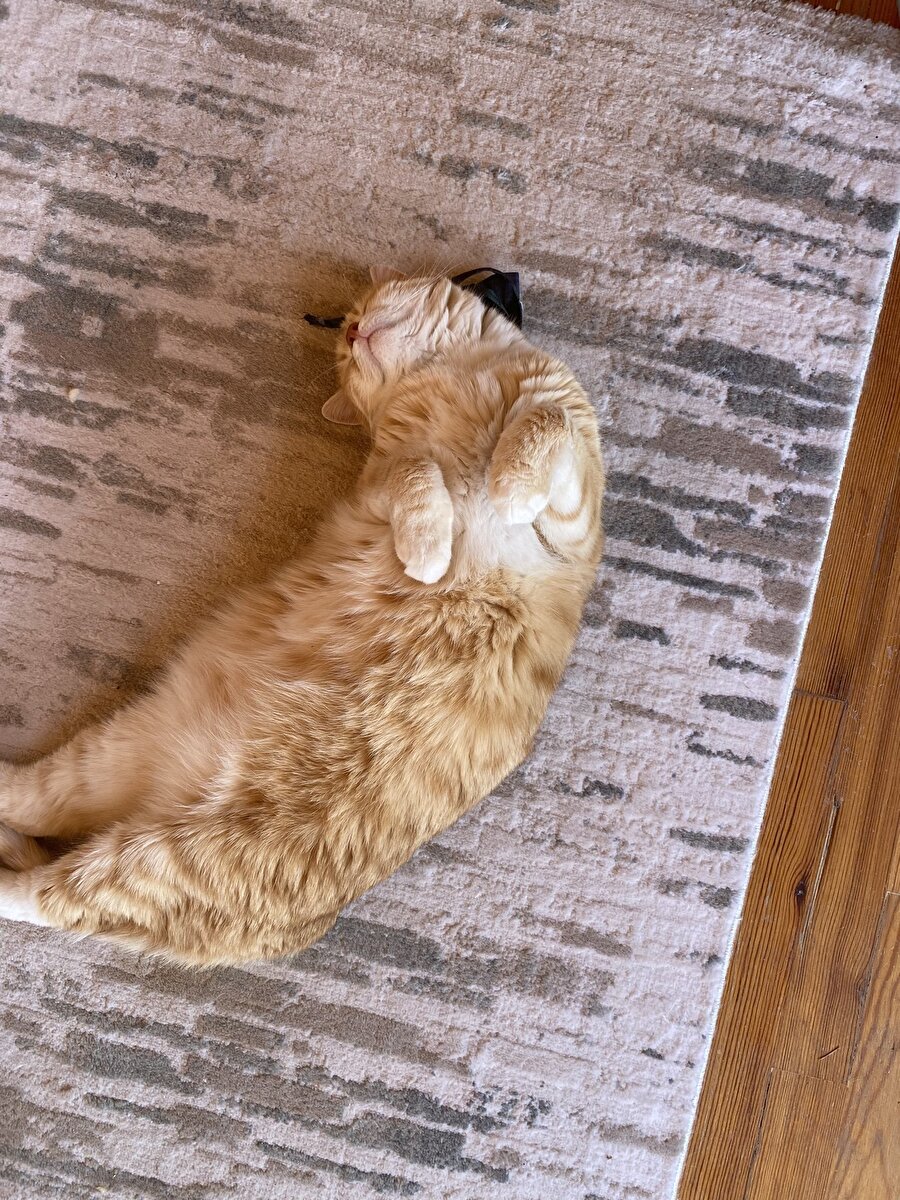 Sıcaklardan uykumun aldığı şekil