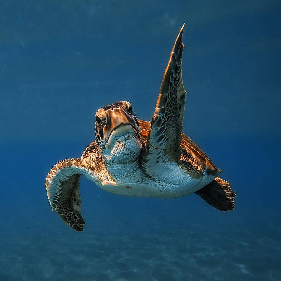 Kalabalık otobüste tutunacak bir dal ararken ben