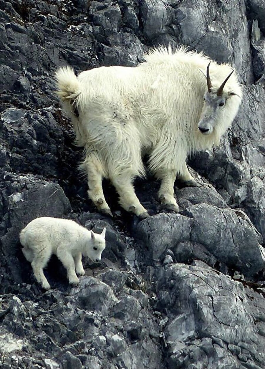 Annesinin gözetiminde ilk tırmanışını gerçekleştiren bebek dağ keçisi