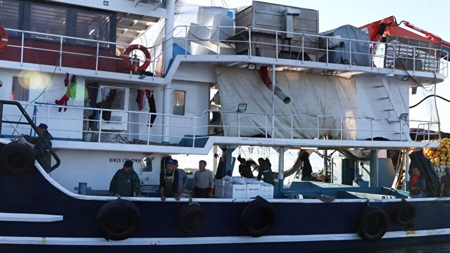 Marmara Denizi'nde hamsi bolluğu: Geçen yıla oranla 2 kat arttı
