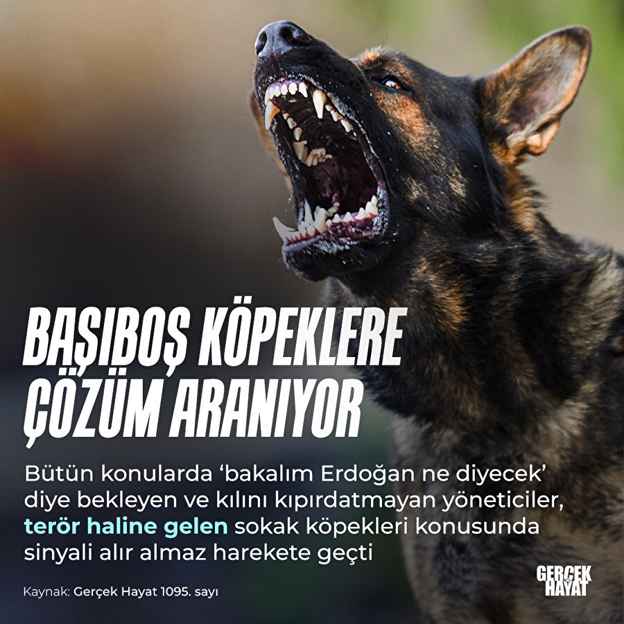 Başıboş köpek sorunu
