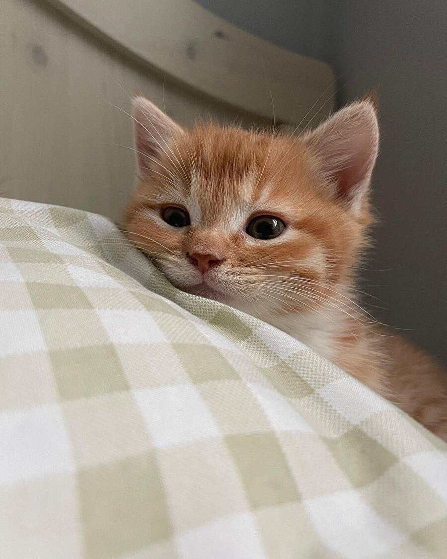 Bu havalarda bizim beyin hücreleri