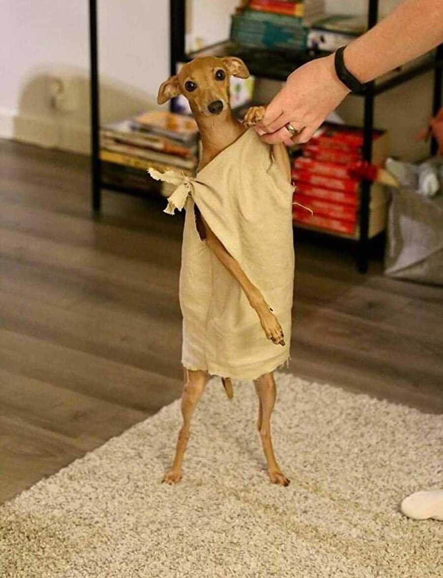 Dobby efendisine bir pati verdi