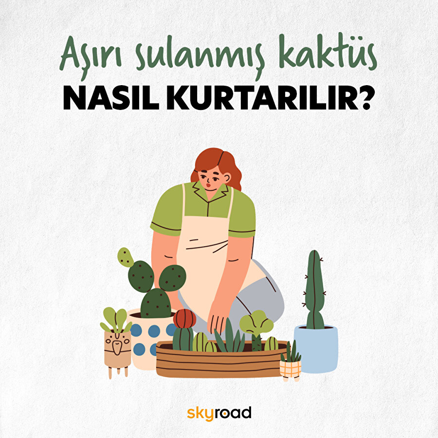 Aşırı sulanmış kaktüs nasıl kurtarılır? 🌵