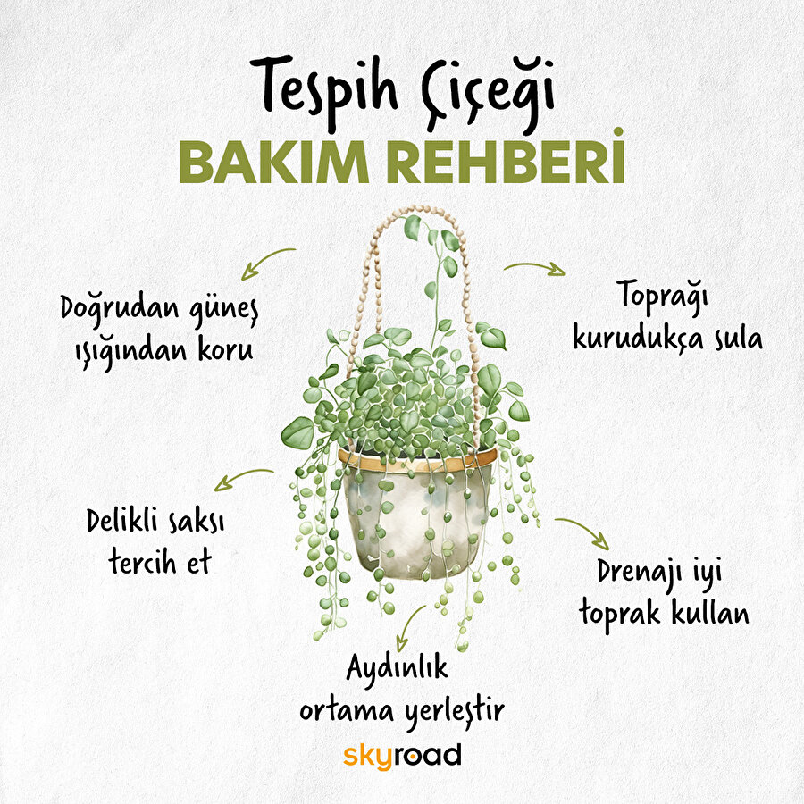 Tespih çiçeği bakım rehberi 🙌