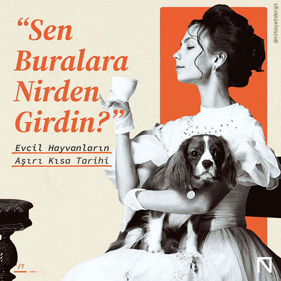 Sen Buralara Nirden Girdin?