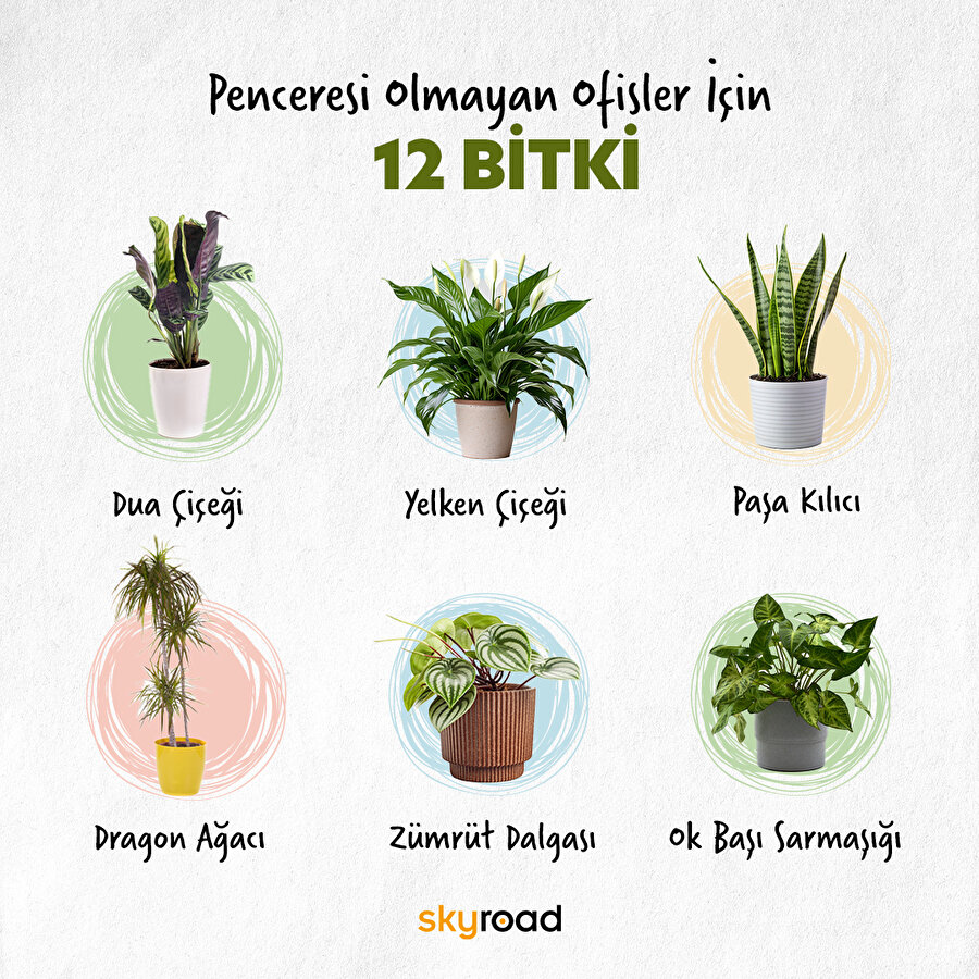 Penceresi olmayan ofisler için 12 bitki 🪴