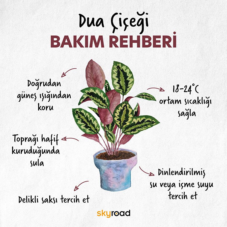 Dua çiçeği bakım rehberi 🙌🏻