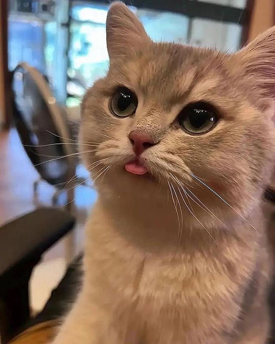 Kedi dili 👅