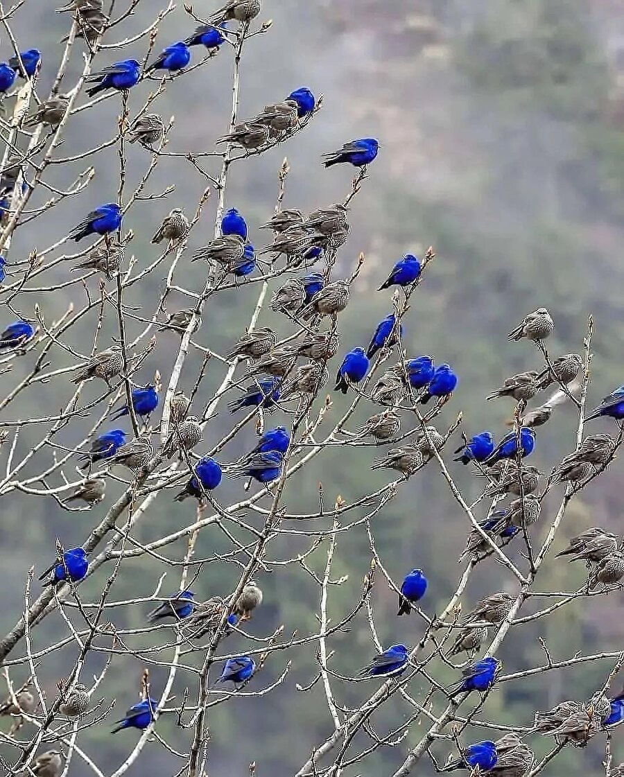 Doğanın nazar boncukları 🧿