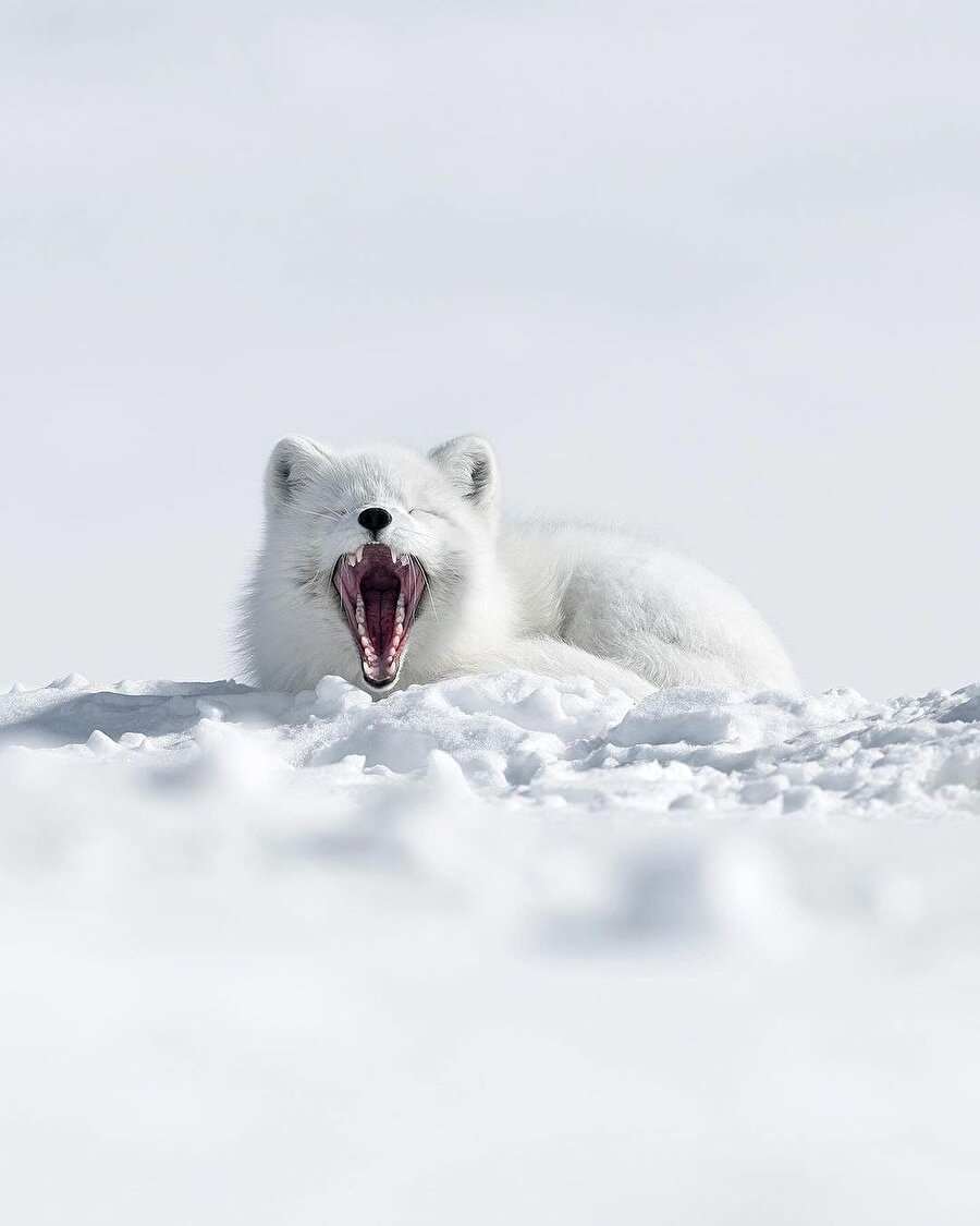 Haydi, şekerlemeye 🦊