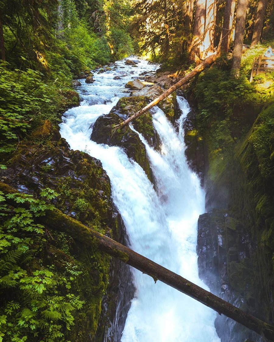 Çeşitli ekosisteme sahip koruma altındaki Olimpik Ulusal Parkı 📍