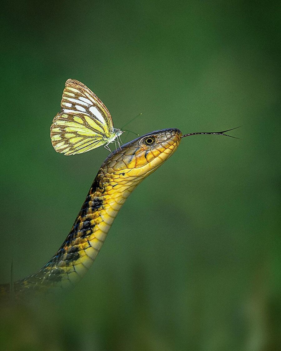 Doğanın muhteşem dengesi 🐍🦋
