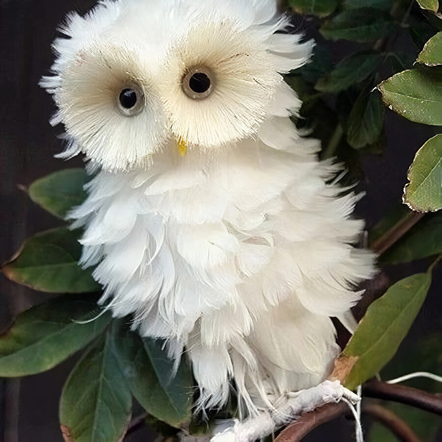 Çiçek gibi baykuş 🦉