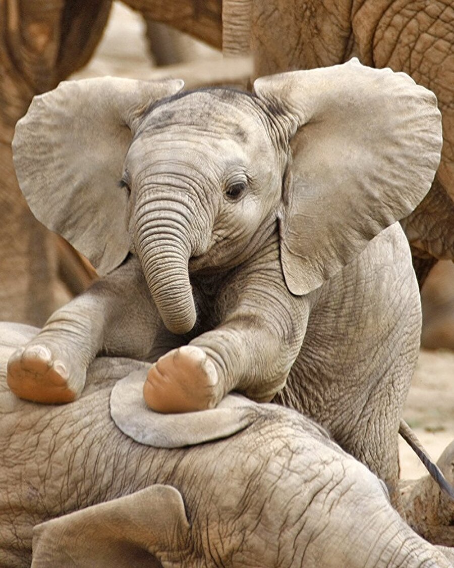 Sevimli bir yavru 🐘