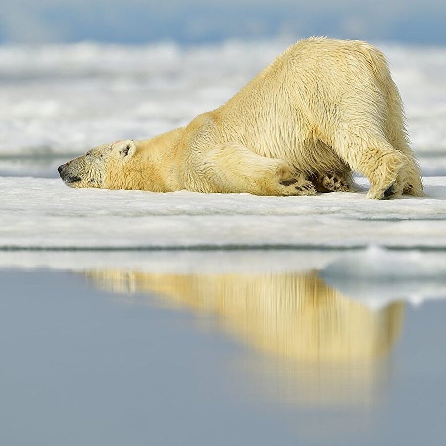 Ayılar da sıkılabilir 🙄🐻‍❄️