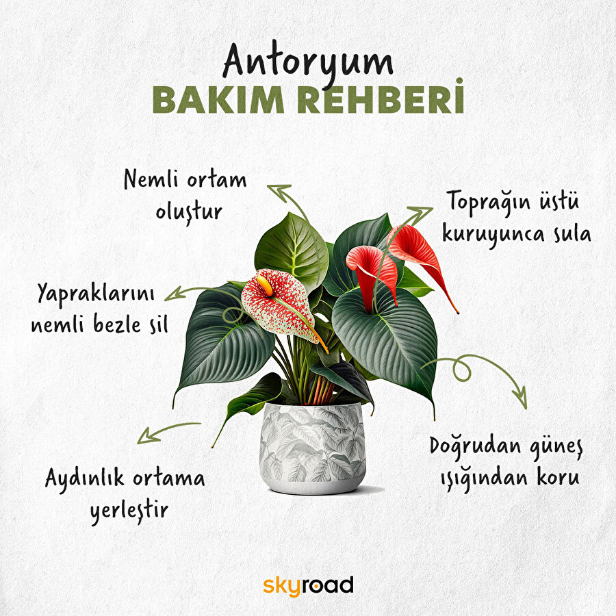 Antoryum bakım rehberi 🙌🏻