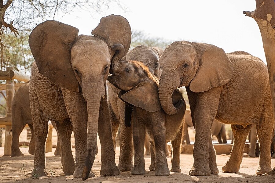 Mutlu fil ailesi 🐘