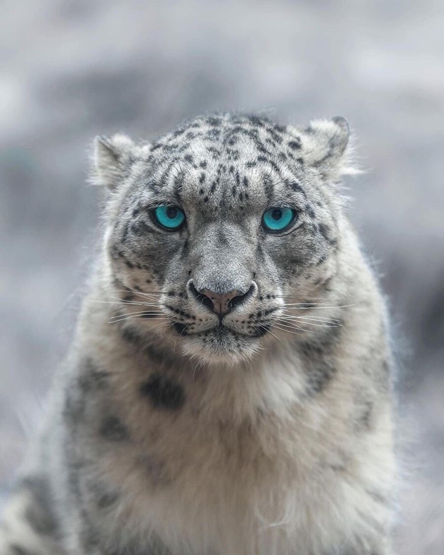 Karlar kralı ❄️