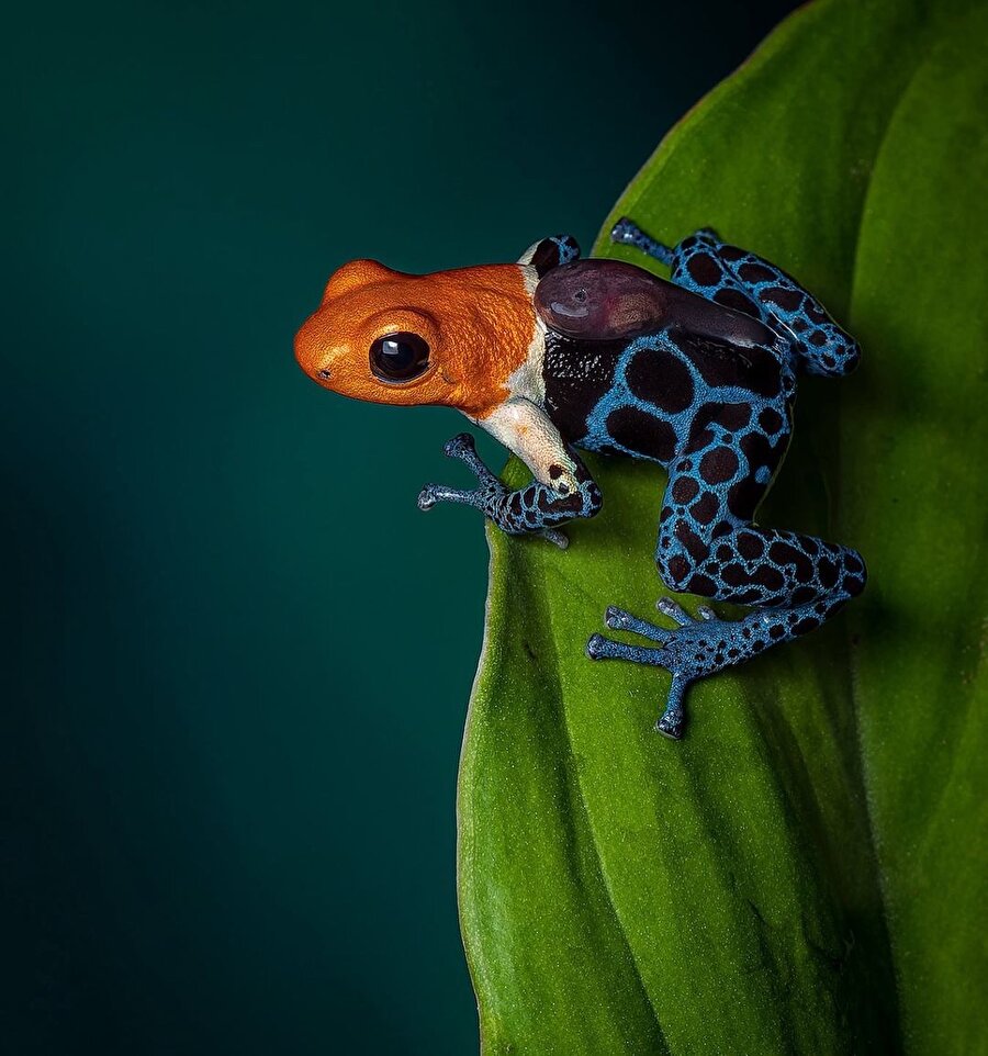 En süslü kurbağa 🐸