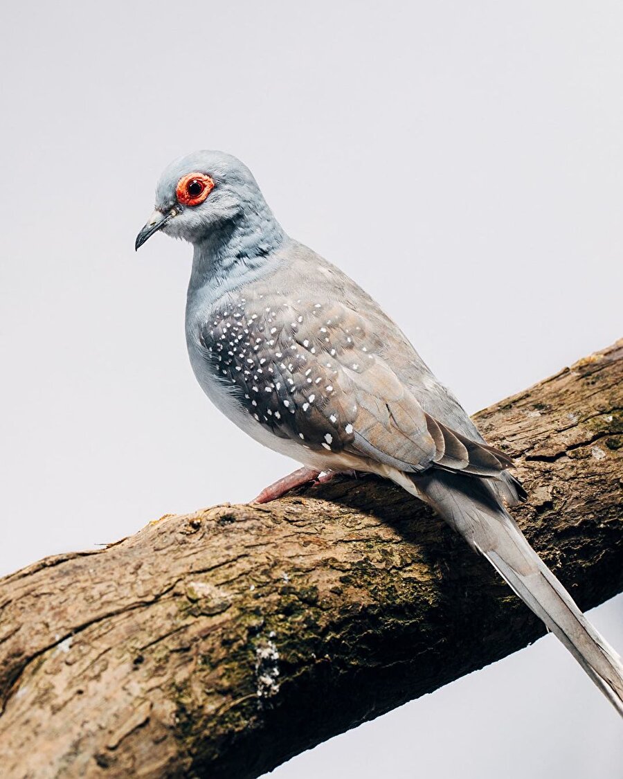 Brendan Burden'ın kadrajından güvercinler 🕊️