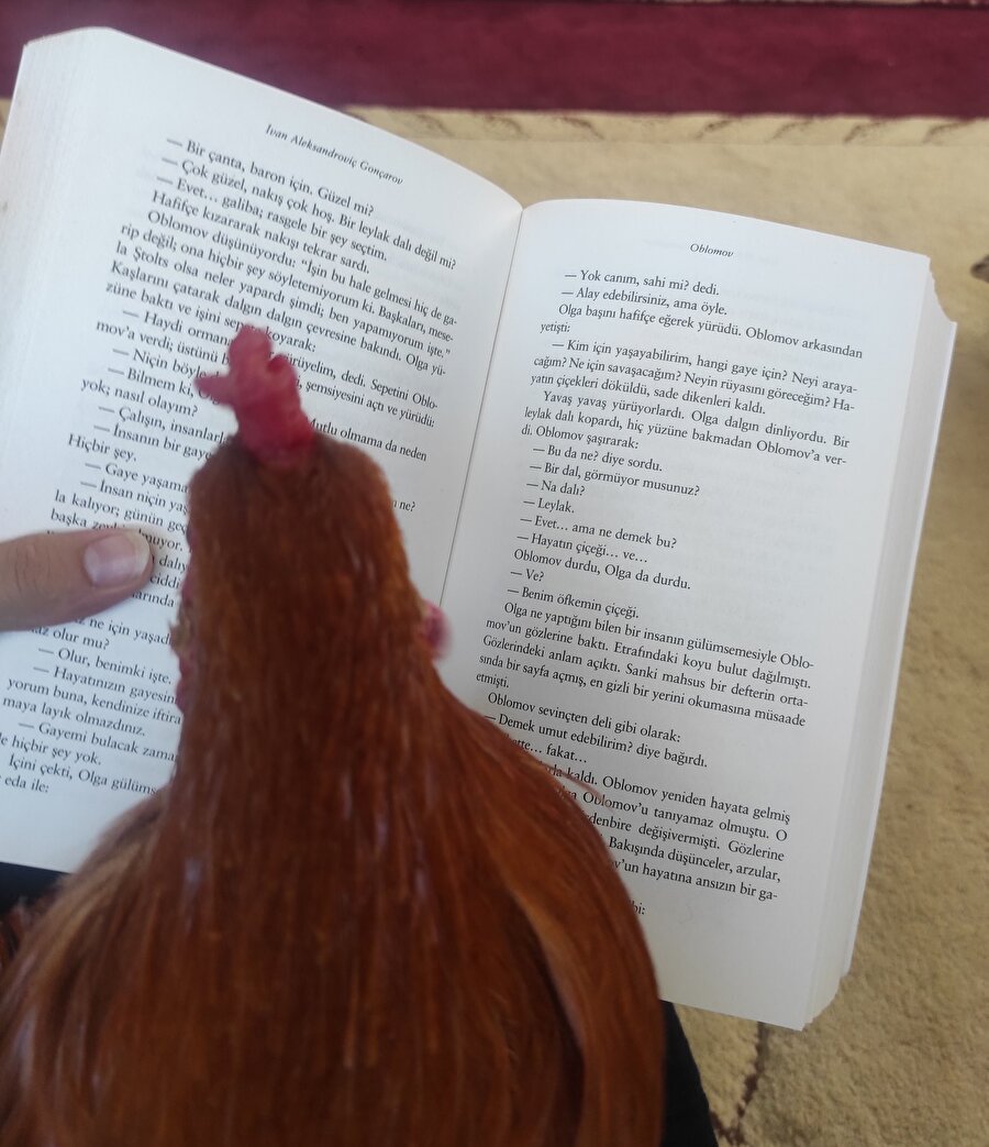 Pansuman yapılmayan horoz, okuyup doktor olmaya karar vermiş