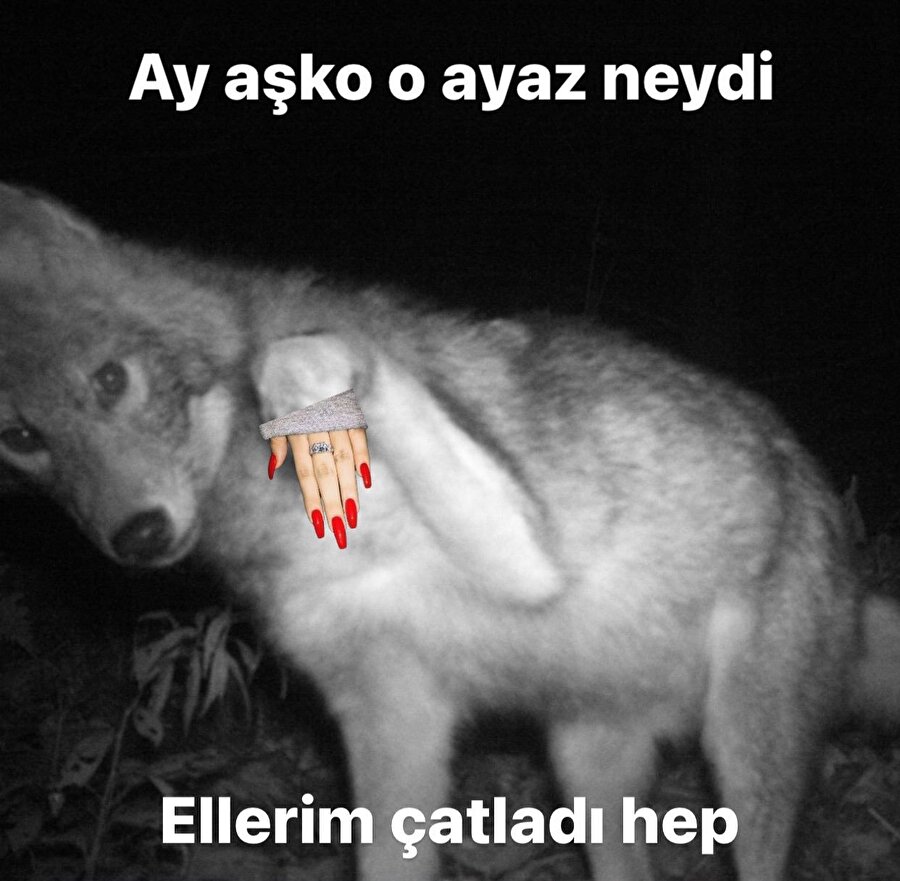 Kurt kışı geçirir ama yediği ayazı unutmazmış